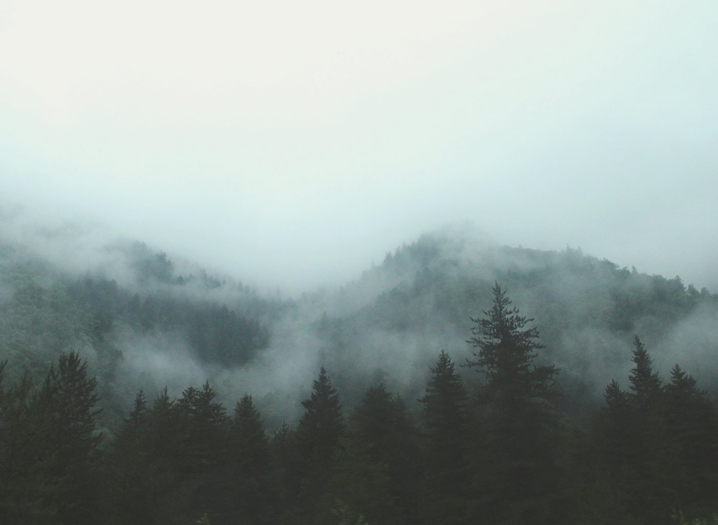 Bosque de coníferas envuelto en niebla, con las copas apenas visibles