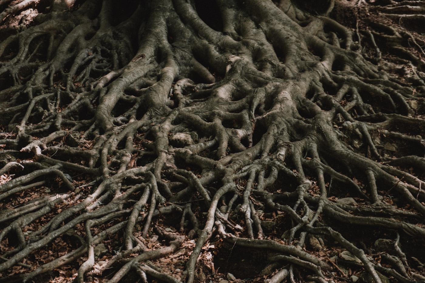 Raíces gruesas de un árbol extendidas sobre la tierra
